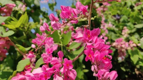 蜜蜂饲喂粉红色的花朵花蜜 · 免费素材视频