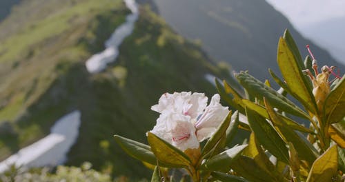 有关4k, 4k50fps, flowes的免费素材视频