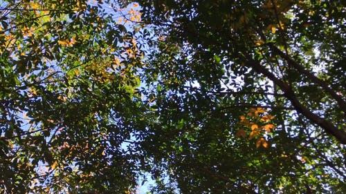 树叶在森林地面上提供阴影 · 免费素材视频