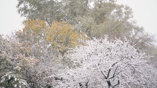 雪从天上掉下来 · 免费素材视频