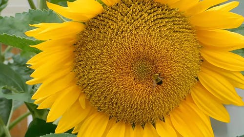 有关ing蜂, 向日葵, 增长的免费素材视频