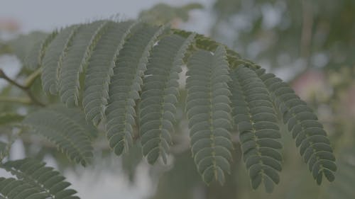 有关模糊的背景, 树叶, 纹理的免费素材视频