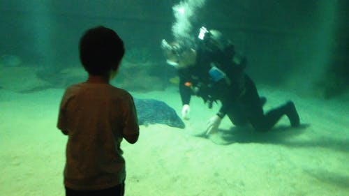 有关小孩, 水下, 水族馆的免费素材视频