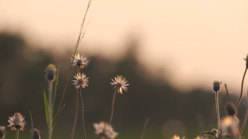 有关户外, 植物群, 模糊的背景的免费素材视频