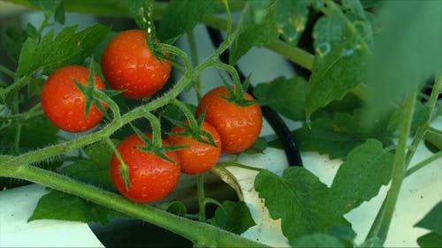 等待在其植物上收获的家种的西红柿 · 免费素材视频