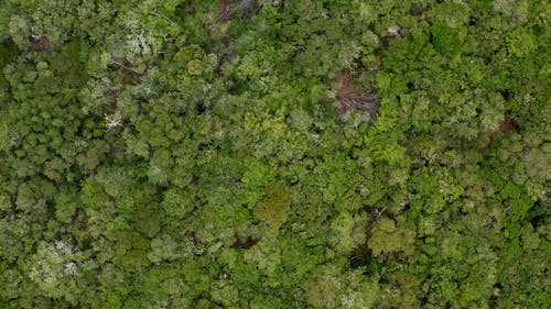 茂密的森林的树冠的无人机画面 · 免费素材视频