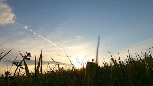 有关动物, 天性, 天空的免费素材视频