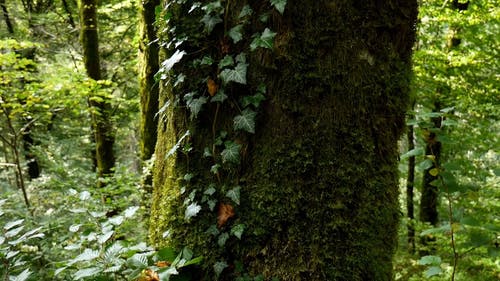 在森林的树干上生长的苔藓和爬行植物 · 免费素材视频