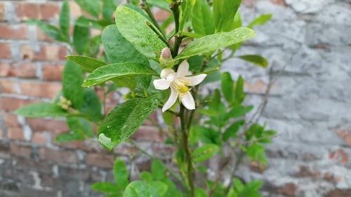 有关后雨, 户外, 柠檬植物的免费素材视频