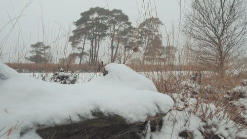 冬季冰冻的河 · 免费素材视频