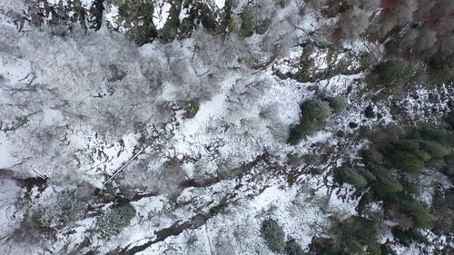 顶视图镜头的白雪覆盖的森林 · 免费素材视频