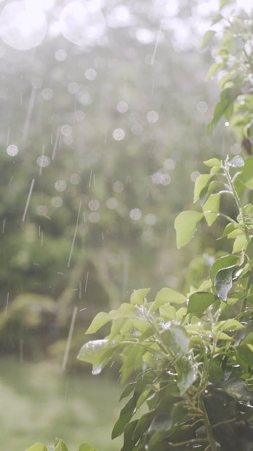 有关下雨, 後院, 从上面的免费素材视频