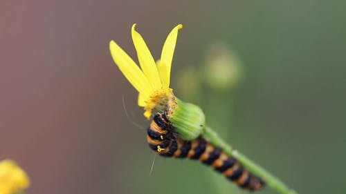 卡特彼勒在植物上 · 免费素材视频