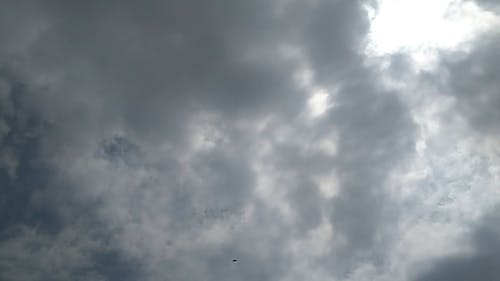 有关birds_flying, 从下面看, 天空的免费素材视频