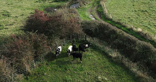 牧场里用铁丝网固定的一群牛 · 免费素材视频
