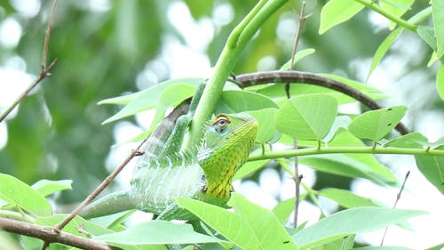 鬣鳞蜥在一棵树上的特写视图 · 免费素材视频