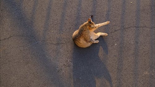 清洗它自己在路中间的猫的镜头 · 免费素材视频