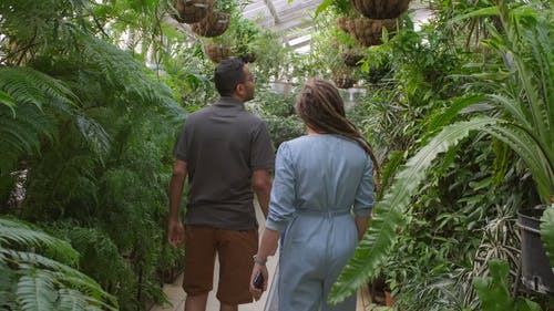 一对吊在温室里的植物物种的惊奇 · 免费素材视频