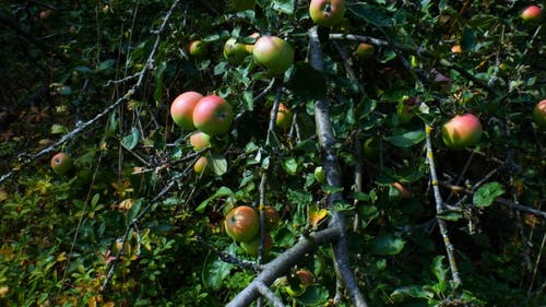 苹果树在其茎和枝上结出苹果果实 · 免费素材视频