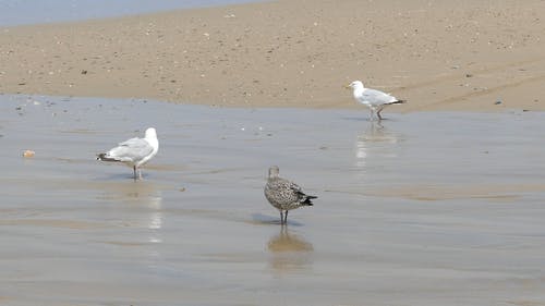 在海边休息和喝酒的海鸥 · 免费素材视频