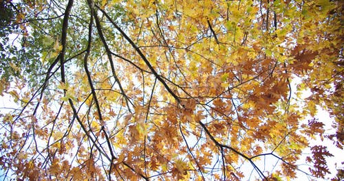 在秋天改变树叶的颜色 · 免费素材视频