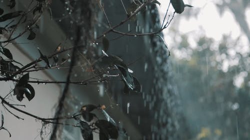 雨滴 · 免费素材视频