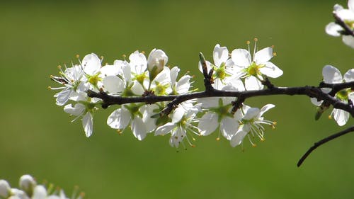 有关干, 特写, 白色的花朵的免费素材视频