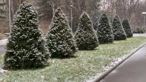 雪落在公园的松树上 · 免费素材视频