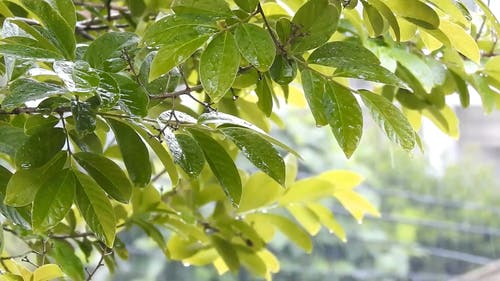 有关下雨, 下雨天, 树叶的免费素材视频