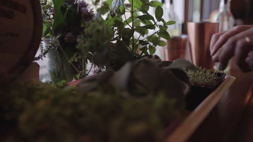 修剪盆栽植物上的多余叶子 · 免费素材视频