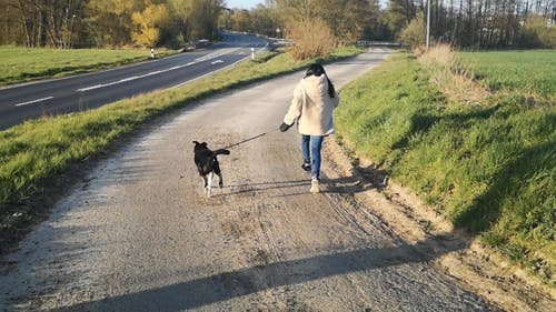 有关停止运动, 动物, 女人的免费素材视频