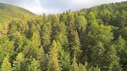松树在森林里的无人机画面 · 免费素材视频