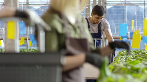 一个男人选择温室内的蔬菜植物 · 免费素材视频