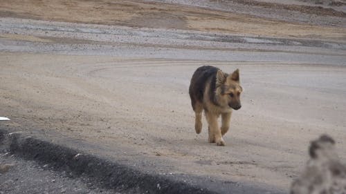 有关德国牧羊犬, 户外, 海滨的免费素材视频