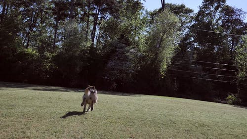 有关动物, 德国牧羊犬, 户外的免费素材视频