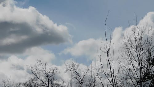 有关天性, 户外, 树枝的免费素材视频