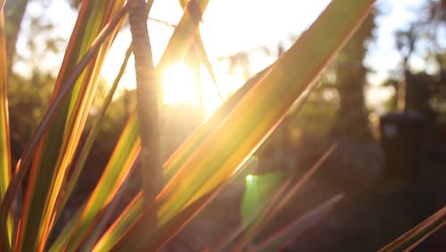 阳光穿过长叶的缺口 · 免费素材视频
