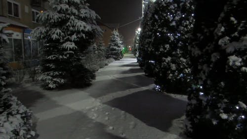 圣诞树用圣诞灯衬砌在白雪覆盖的街道上 · 免费素材视频