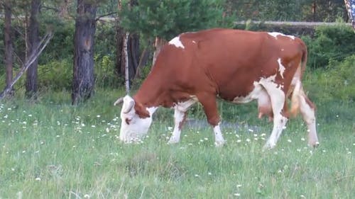 以牧场草为食的牛 · 免费素材视频
