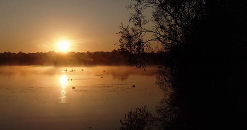 一群野鸭，在清晨在湖上划水 · 免费素材视频