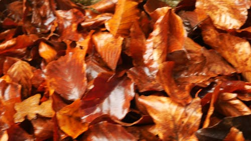 秋天落叶在地上 · 免费素材视频