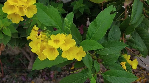 有关吊钟花, 授粉, 收集花粉的免费素材视频