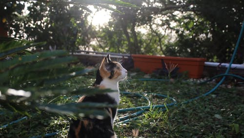 一只猫坐在花园里 · 免费素材视频