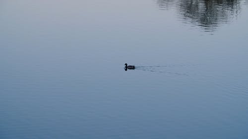 有关户外, 水, 游泳的免费素材视频