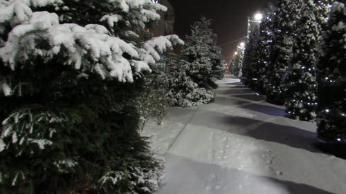 圣诞树和冬天的灯 · 免费素材视频