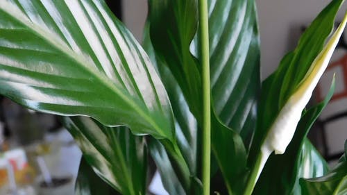 有关室内植物, 室内植物, 新鲜的免费素材视频