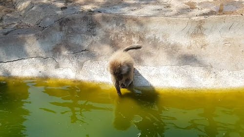 动物园里的猴子在水面上漂浮的昆虫 · 免费素材视频