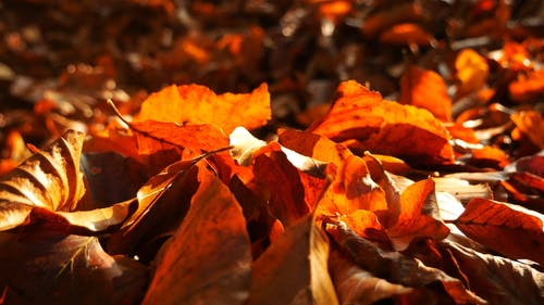 秋季落叶的树木 · 免费素材视频
