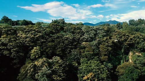 高大的树木，在森林里的航拍画面 · 免费素材视频