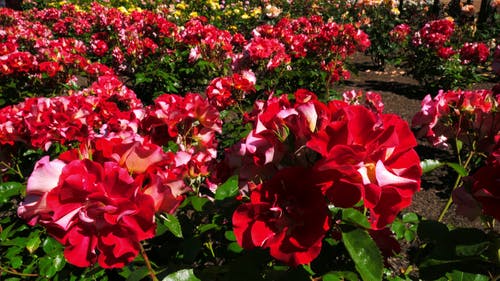 玫瑰花卉种植在花园里 · 免费素材视频